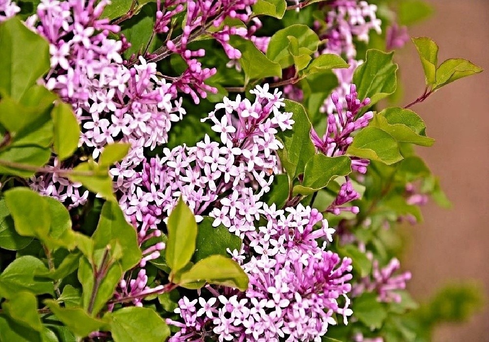 Syringa velutina - šeřík