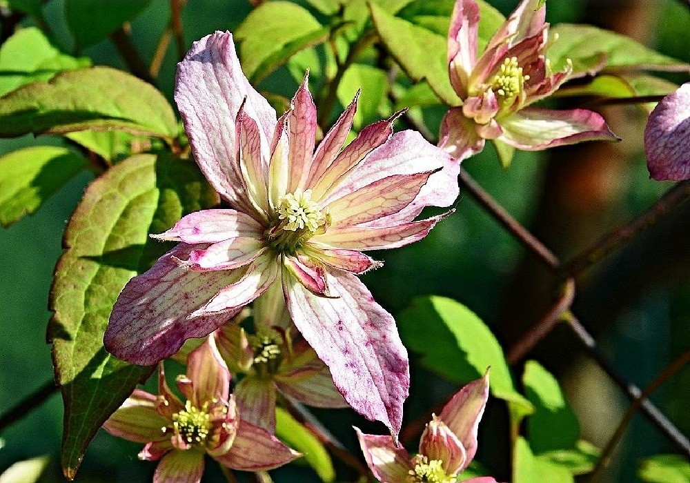 Clematis montana Marjorie  - plamének, novinka r.2013