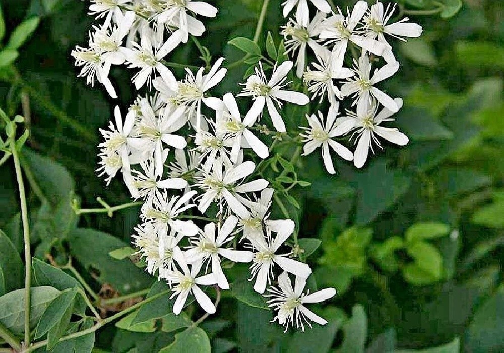 Clematis mandshurica - botanický plamének
