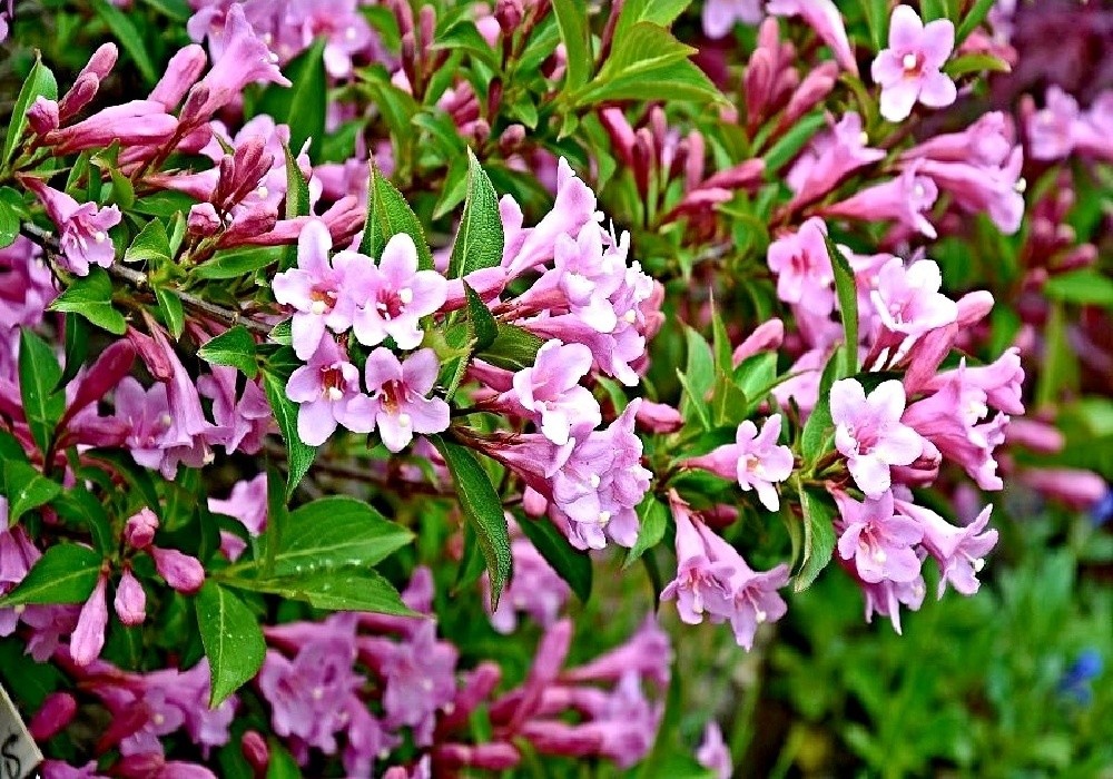 Wajgela Picollo - vajgélie