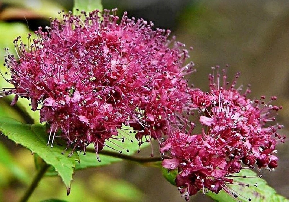 Spiraea bumalda Goldflame - květ tavolníku