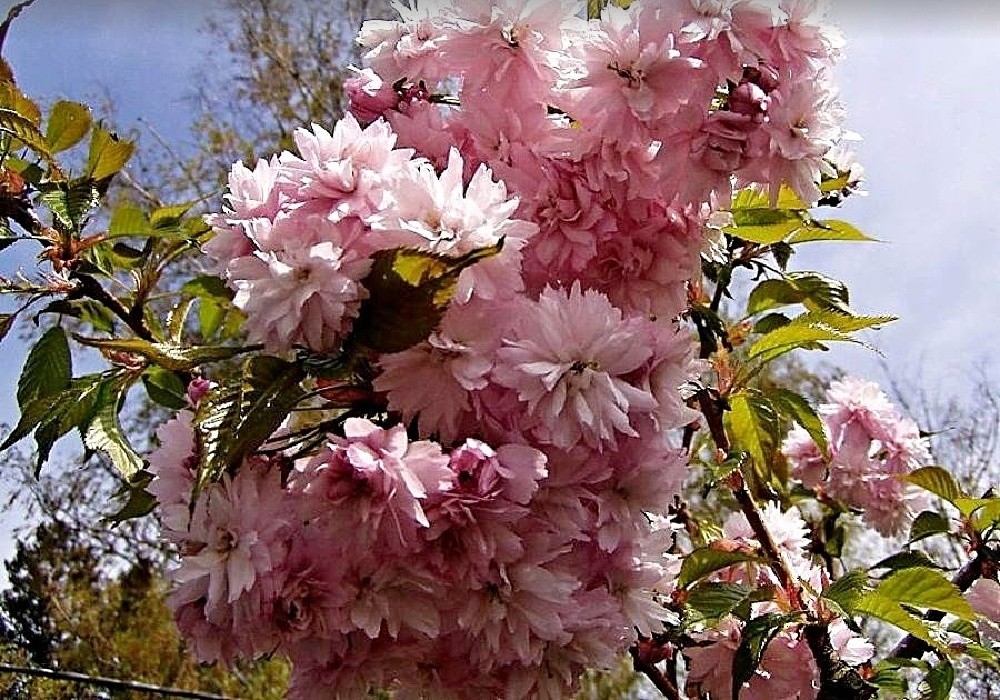 Prunus serrulata Kanzan - okrasná slivoň