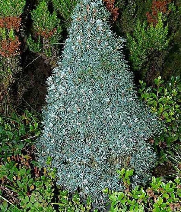 Picea glauca Cumbers Blue - konický stříbřitý smrk
