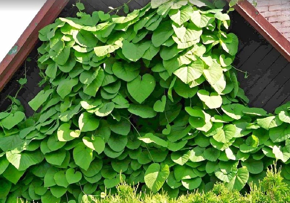 Aristolochia durior, podražec - krásná liána do polostínu