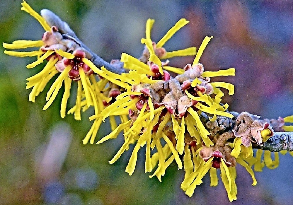 Hammamelis  - vilín