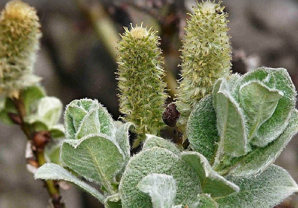 Salix lanatai - vrba