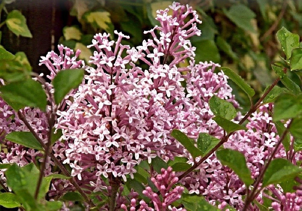 Syringa velutina - zakrslý šeřík