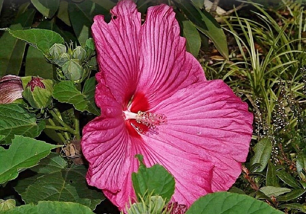 Hibiscus moscheutos Luna - krásný ibišek, málokdy snese naší zimu