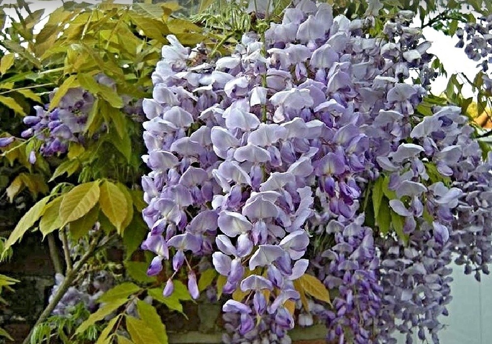 Wistaria floribunda - vistárie