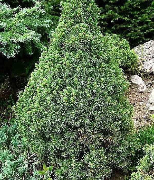 Picea glauca Conica - konický smrk,