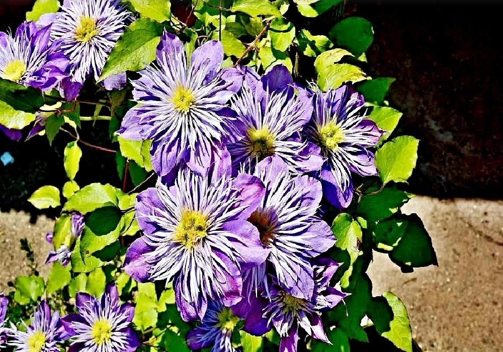 Clematis Multi Blue