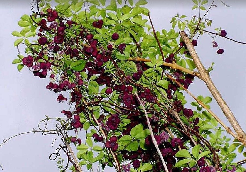 Akebia quinata v době květu