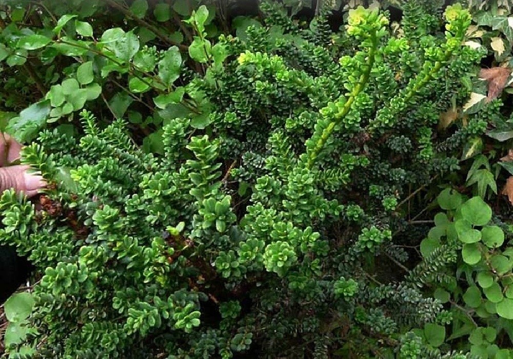 Taxus baccata Amersfoort - bizarně rostoucí, nízký tis,