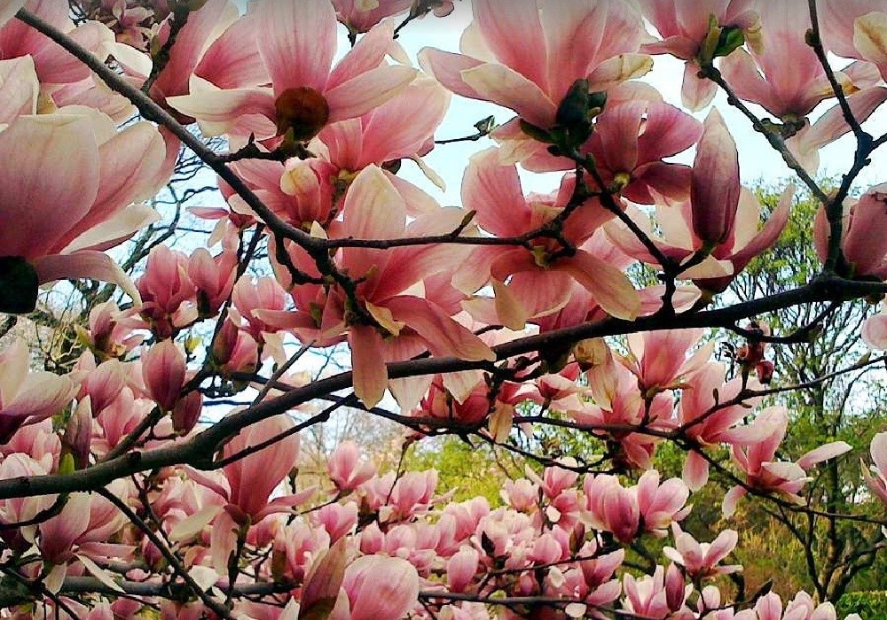 Magnolia x soulangeana, šácholan