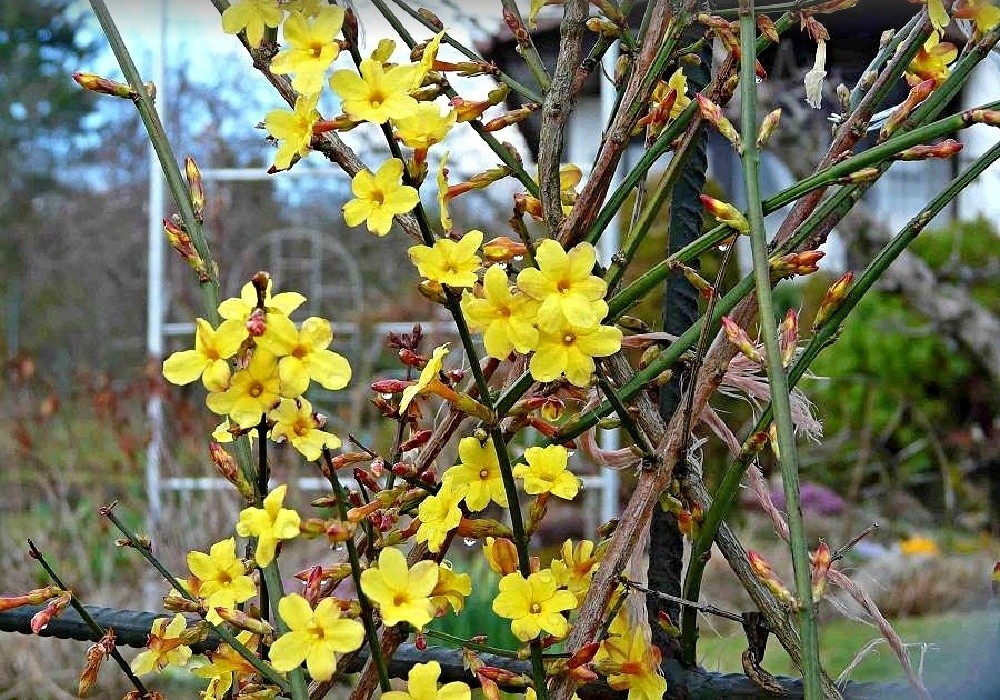 Jasminum nudiflorum - květy pravého jasmínu v předjaří