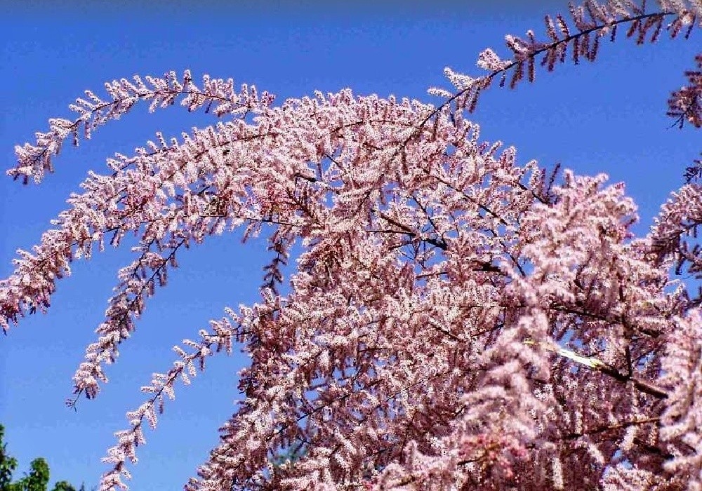 Tamarix parviflora, tamaryšek