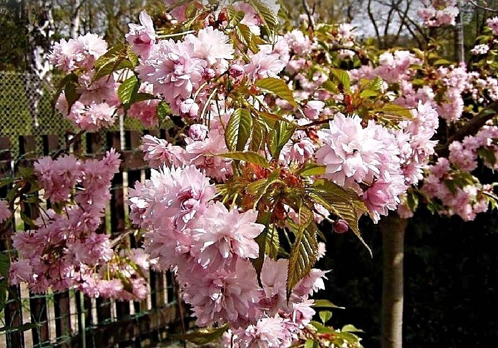 Prunus serrulata Kanzan - slivoň