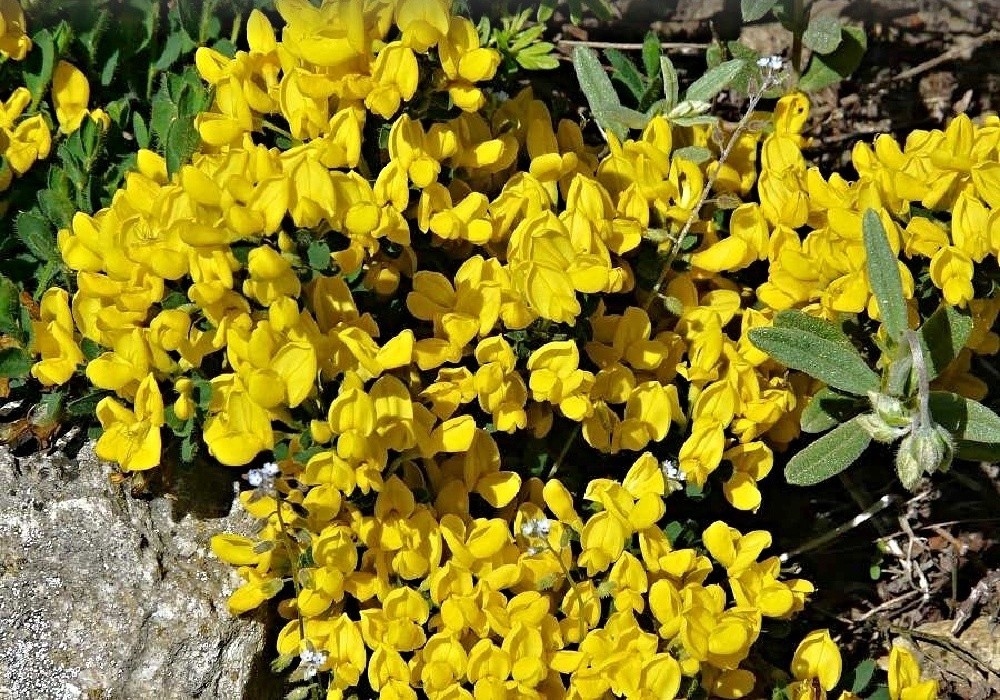 Cytisus decumbens - plazivý čilimník