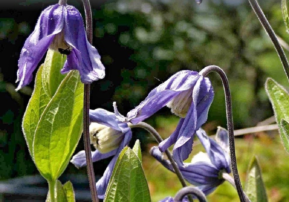 Clematis integrifolia Hendersonii - keřovitě rostoucí plamének
