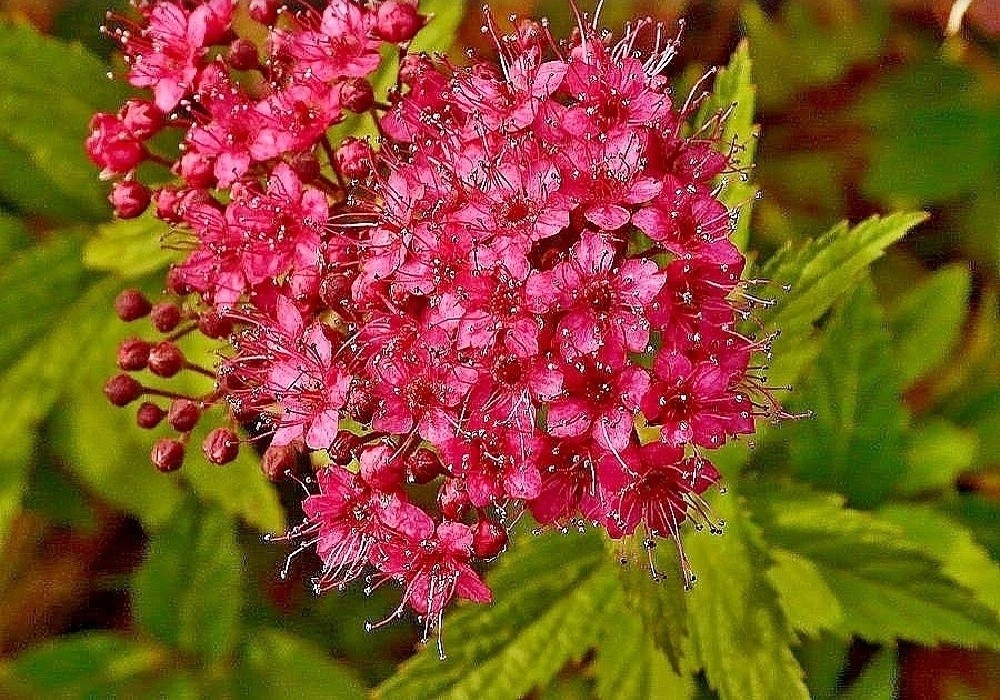 Spiraea Anthony Waterer - tavolník 2012