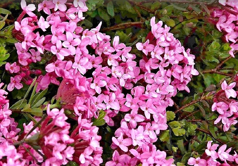 Daphne cneorum - detail, lýkovec vonný
