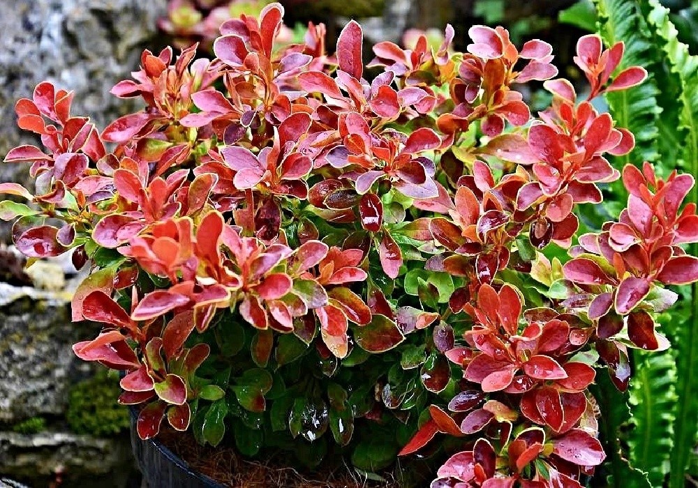 Berberis thum. Admiration  - atraktivní mini dřišťál