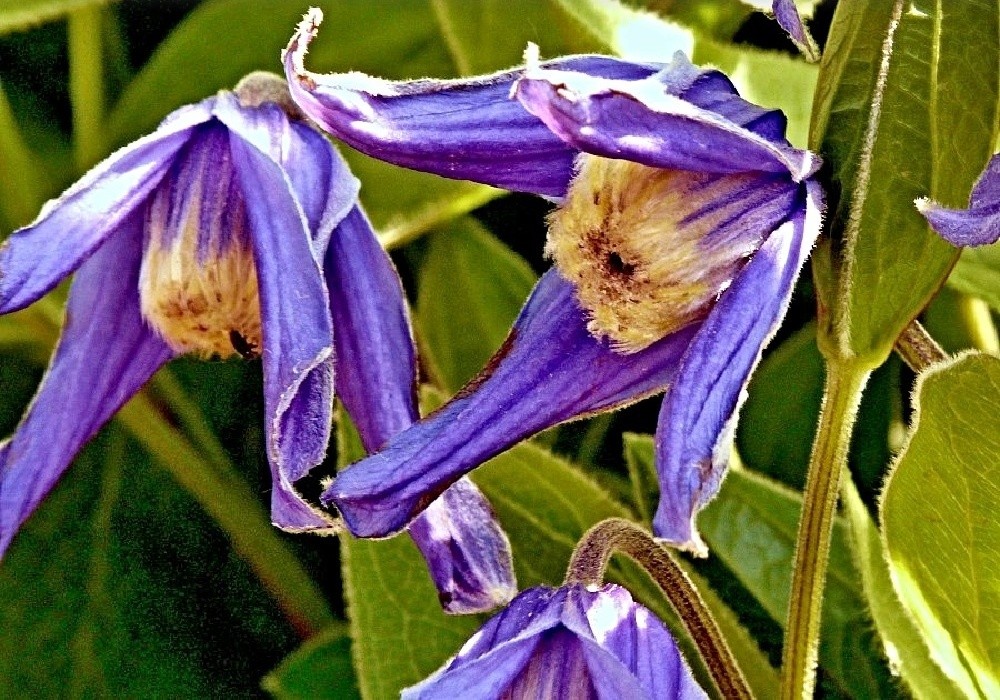 Clematis integrifolia Hendersonii  - botanický plamének