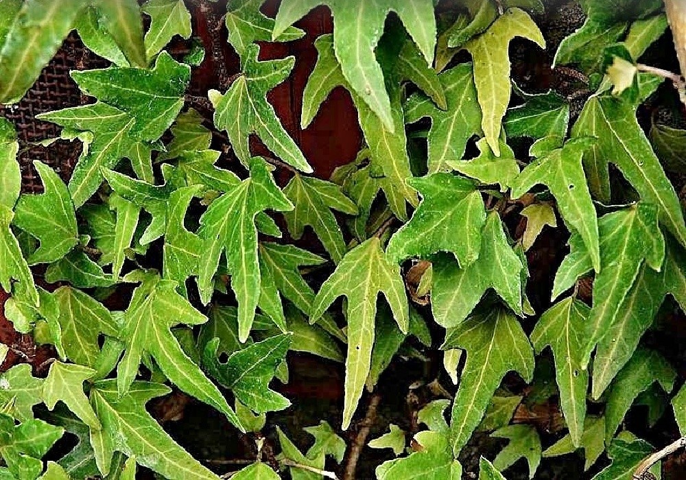 Hedera helix Sagittifolia - břečťan