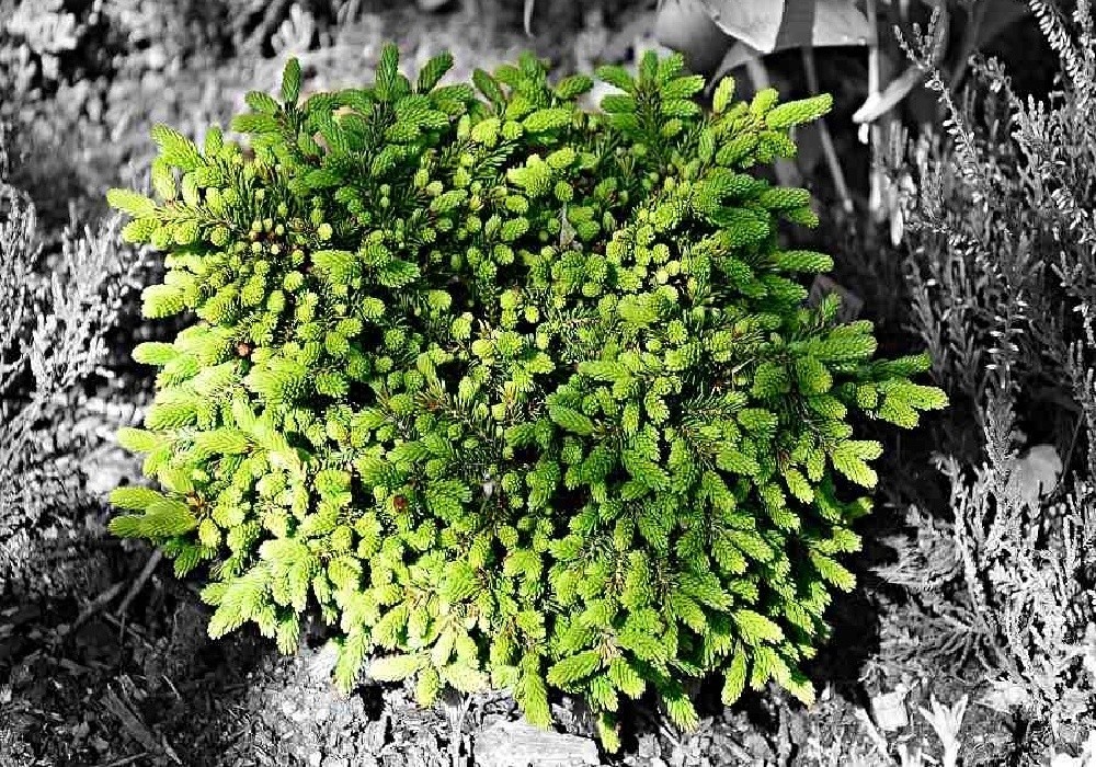 Picea orientalis Juwel . zakrslý smrk