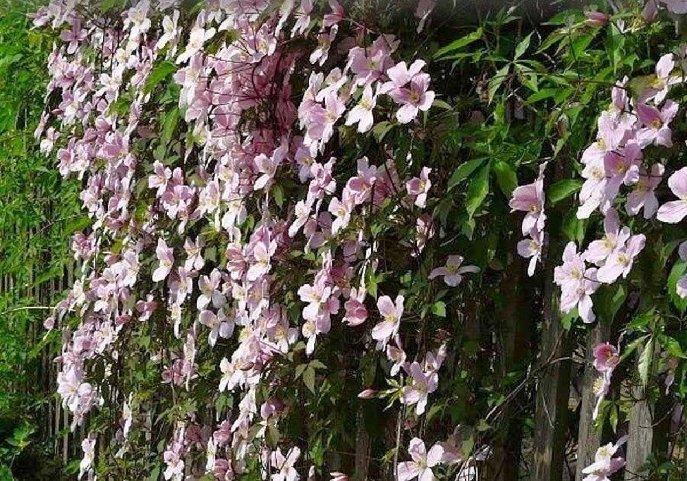 Clematis montana Tetrarose - růžový botanický plamének