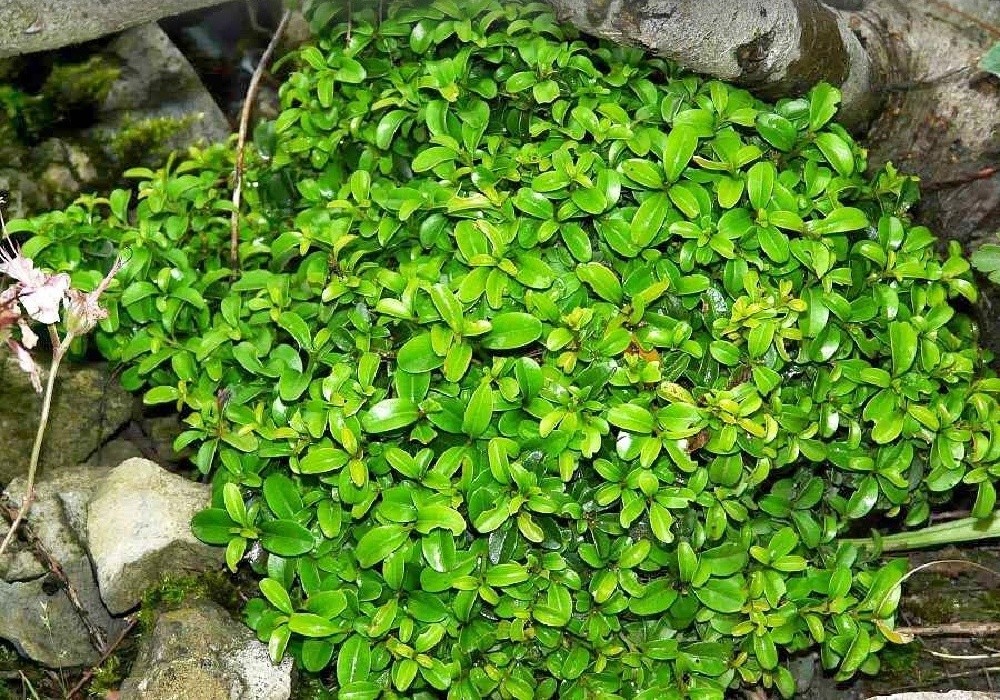 Buxus microphylla - zimostráz