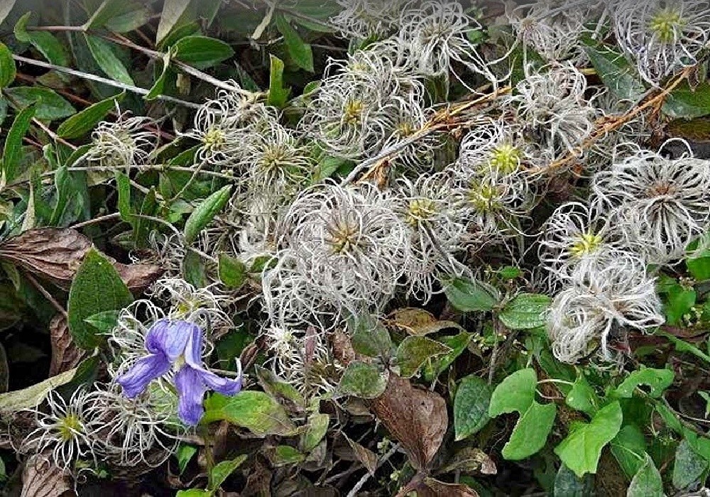 Clematis integrifolia Hendersonii - plamének je pěkný i na podzim