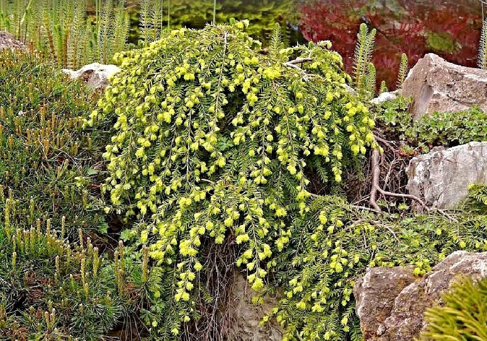 Tsuga canadensis Prostrata - plazivý jedlovec na kamenech skalky