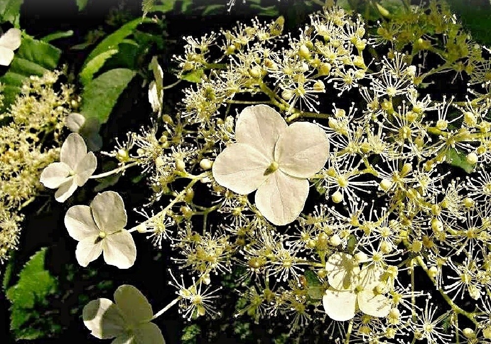 Hydrangea petiolaris - popínavá hortenzie