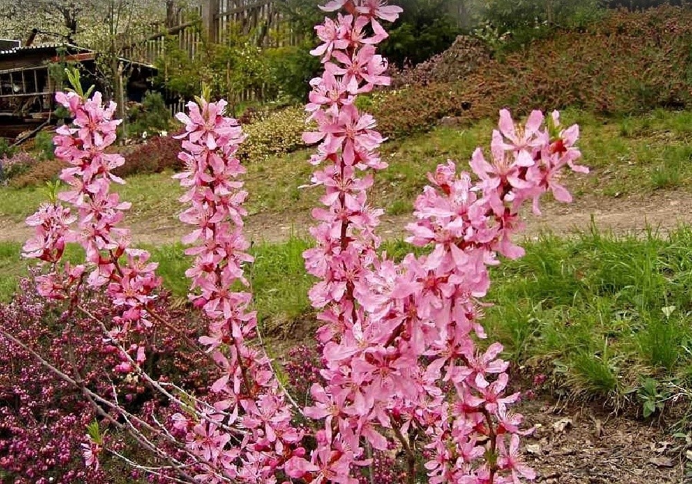 Prunus tenella  Fire Hill - okrasná mandloň