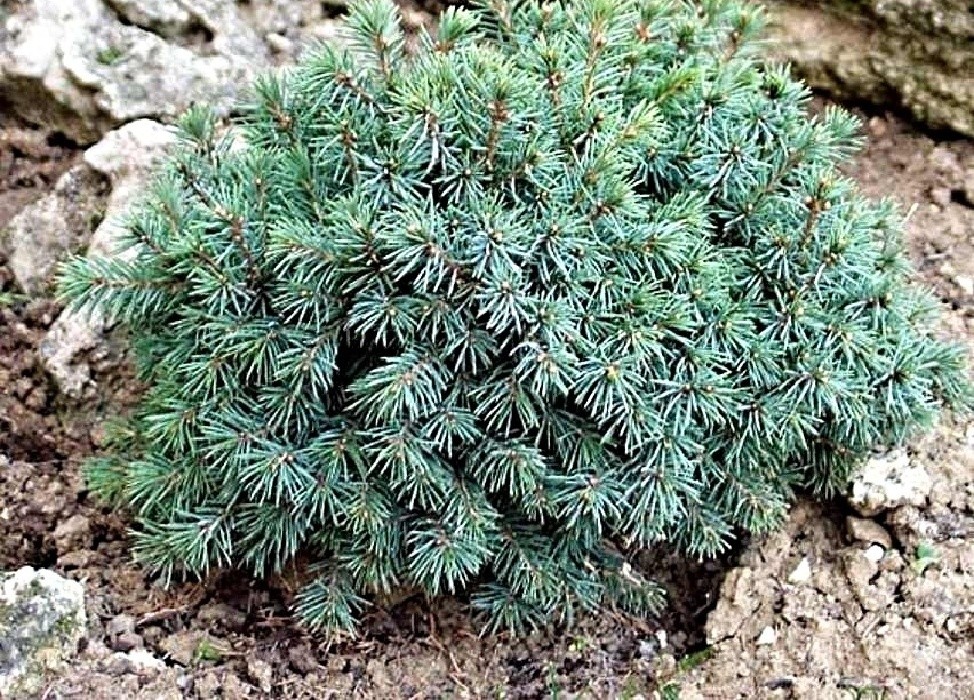 Picea glauca Echiniformis, šedozelený nízký kulovitý smrk, Foto Jaroslav Švec