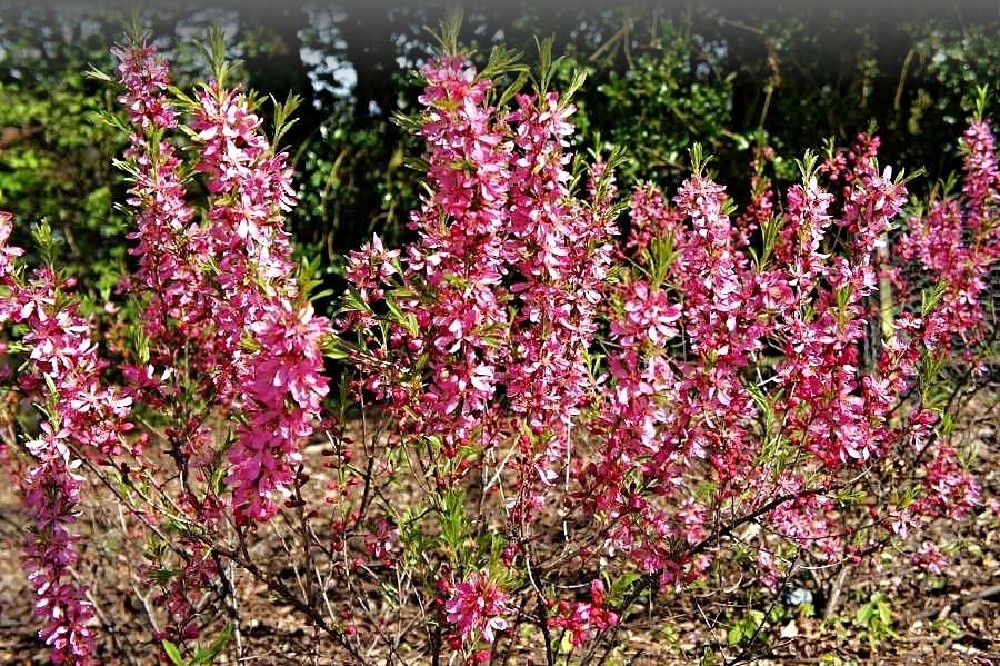 Prunus tenella Fire Hill - okrasná mandloň