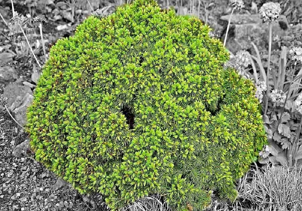 Picea glauca Alberta Globe - skalkový kulovitý smrk