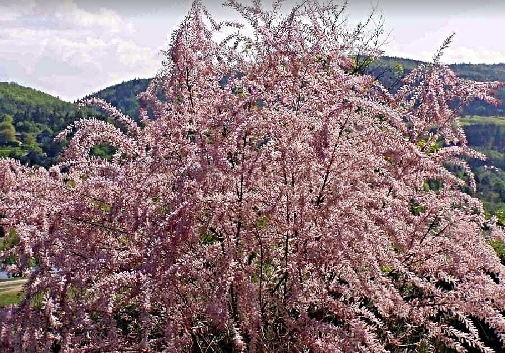 Tamarix parviflora, tamaryšek v naší zahradě