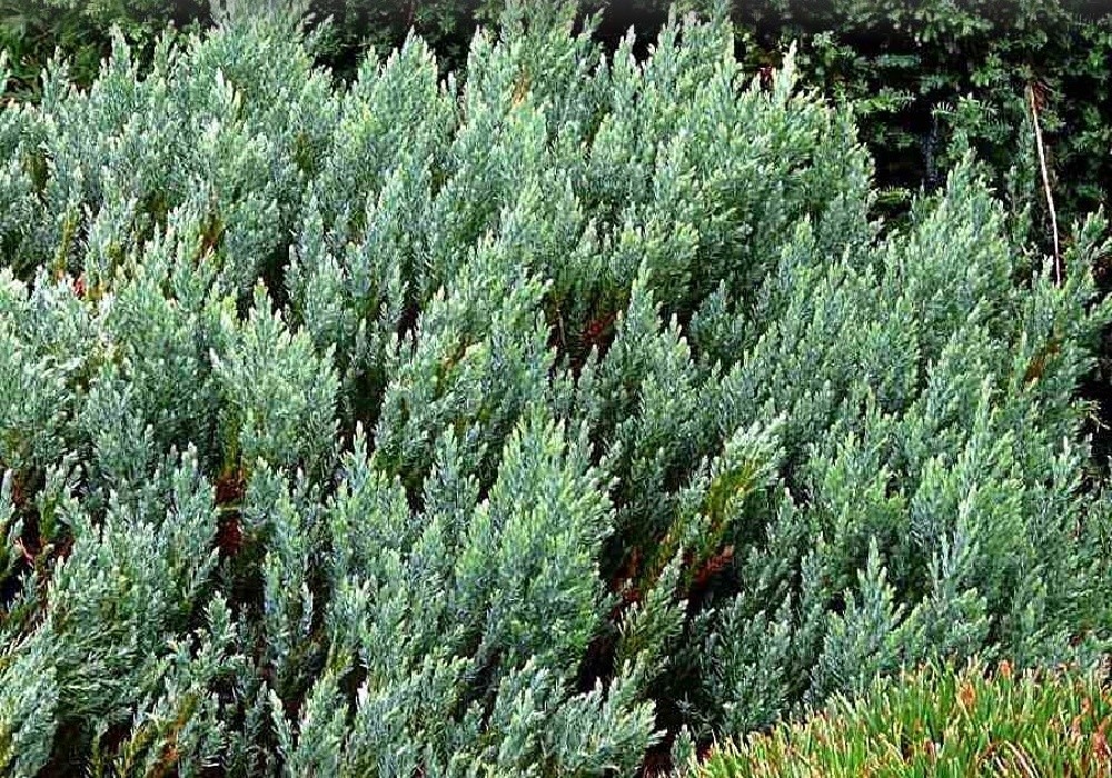 Juniperus saxatilis - keřovitě rostoucí jalovec