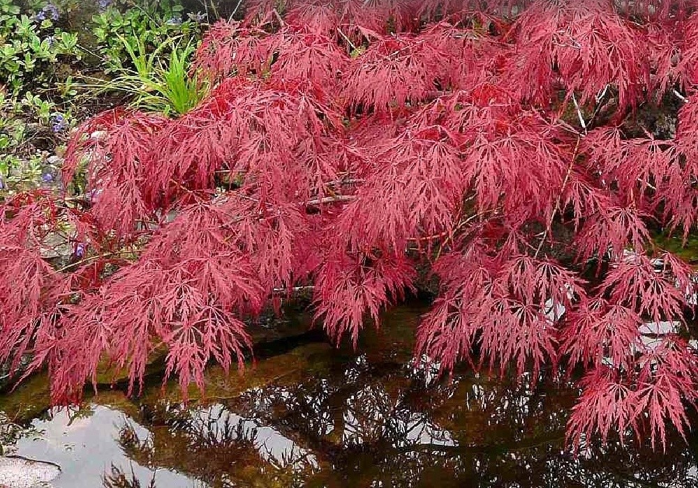 Acer palmatum disectum Atropurpureum, javor nad jezírkem