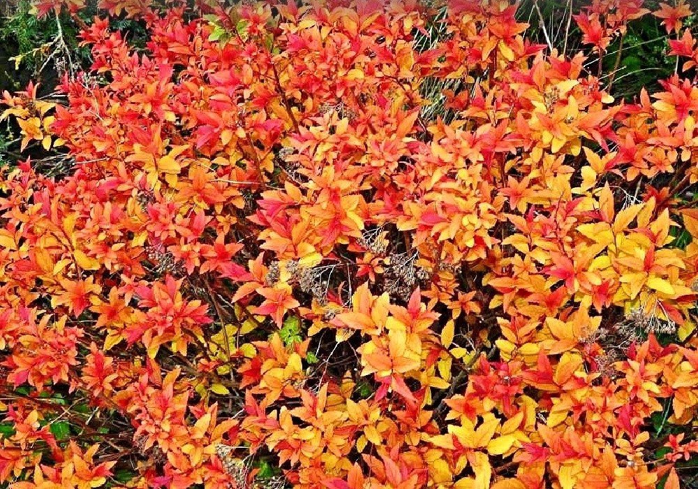 Spiraea bumalda Goldflame - rašící tavolník
