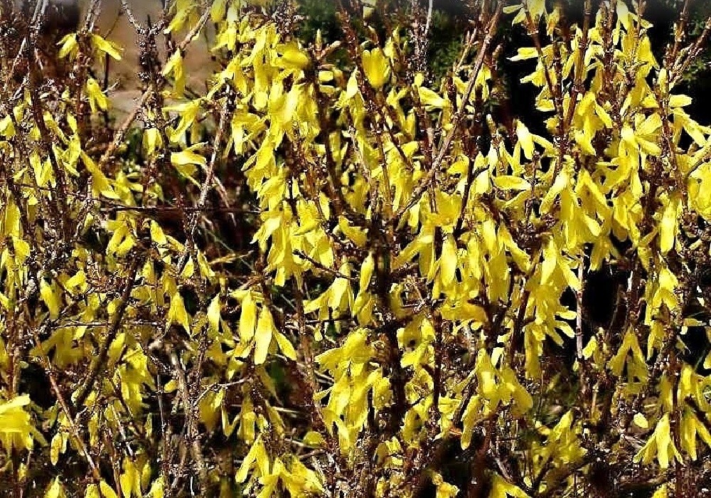 Forsythia viridissima Bronxensis - nízký 'zlatý déšť'