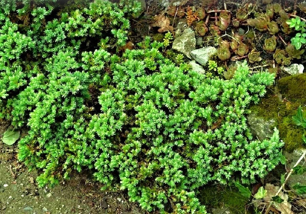 Juniperus procumbens Nana - poléhavá miniaturní forma jalovce