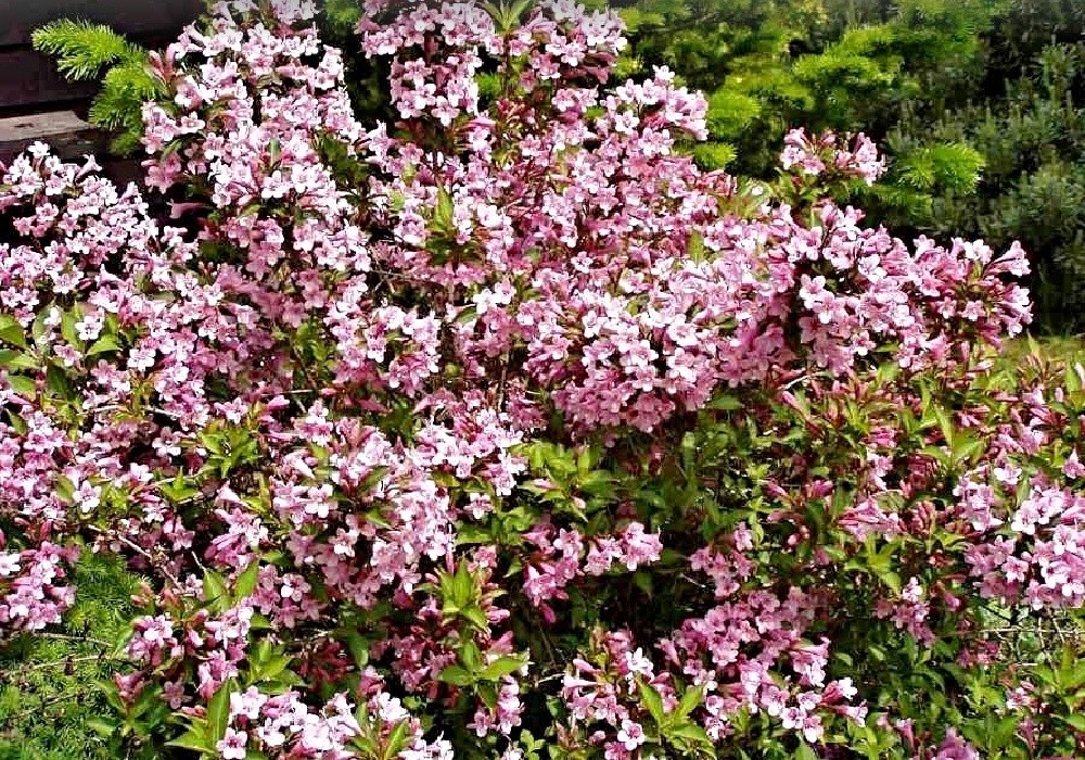 Weigela florida Piccolo - vajgélie květnatá