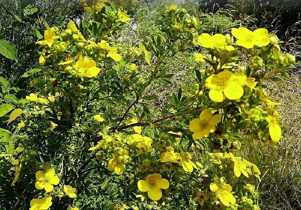 Potentilla fruticosa Klondike - křovitá mochna