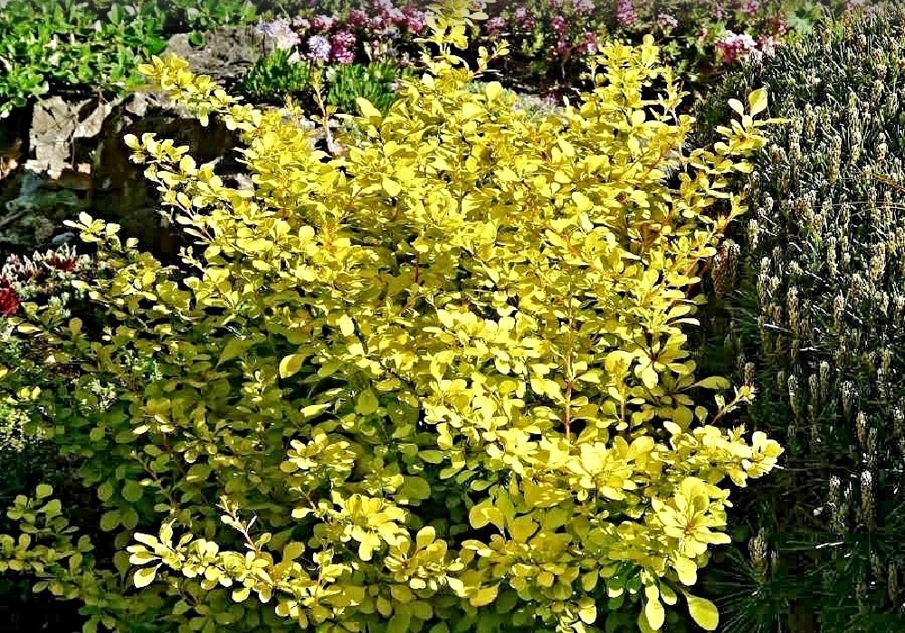 Berberis thumbergii Aurea - svítivě žlutý dřišťál