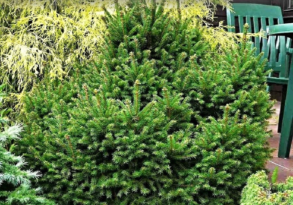 Picea abies Barryi, okrasný smrk