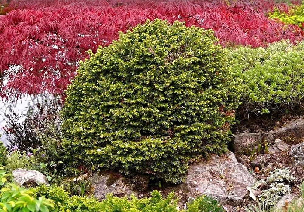 Picea abies Little Gem - letitý zakrslý smrk