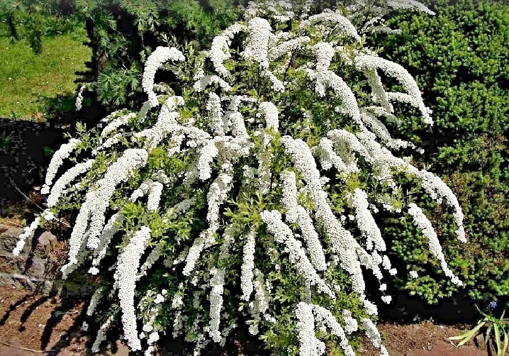 Spiraea arguta - tavolník
